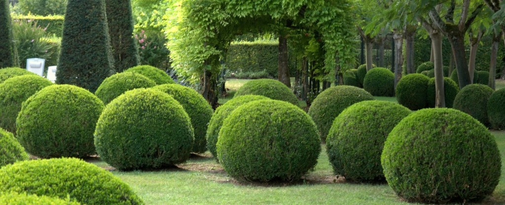 Cum să creați un topiar impresionant Buxus Sempervirens topiar